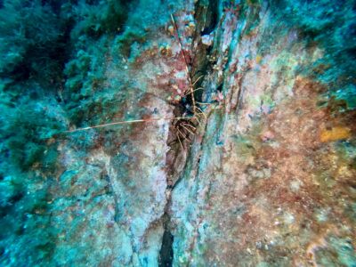 Langouste